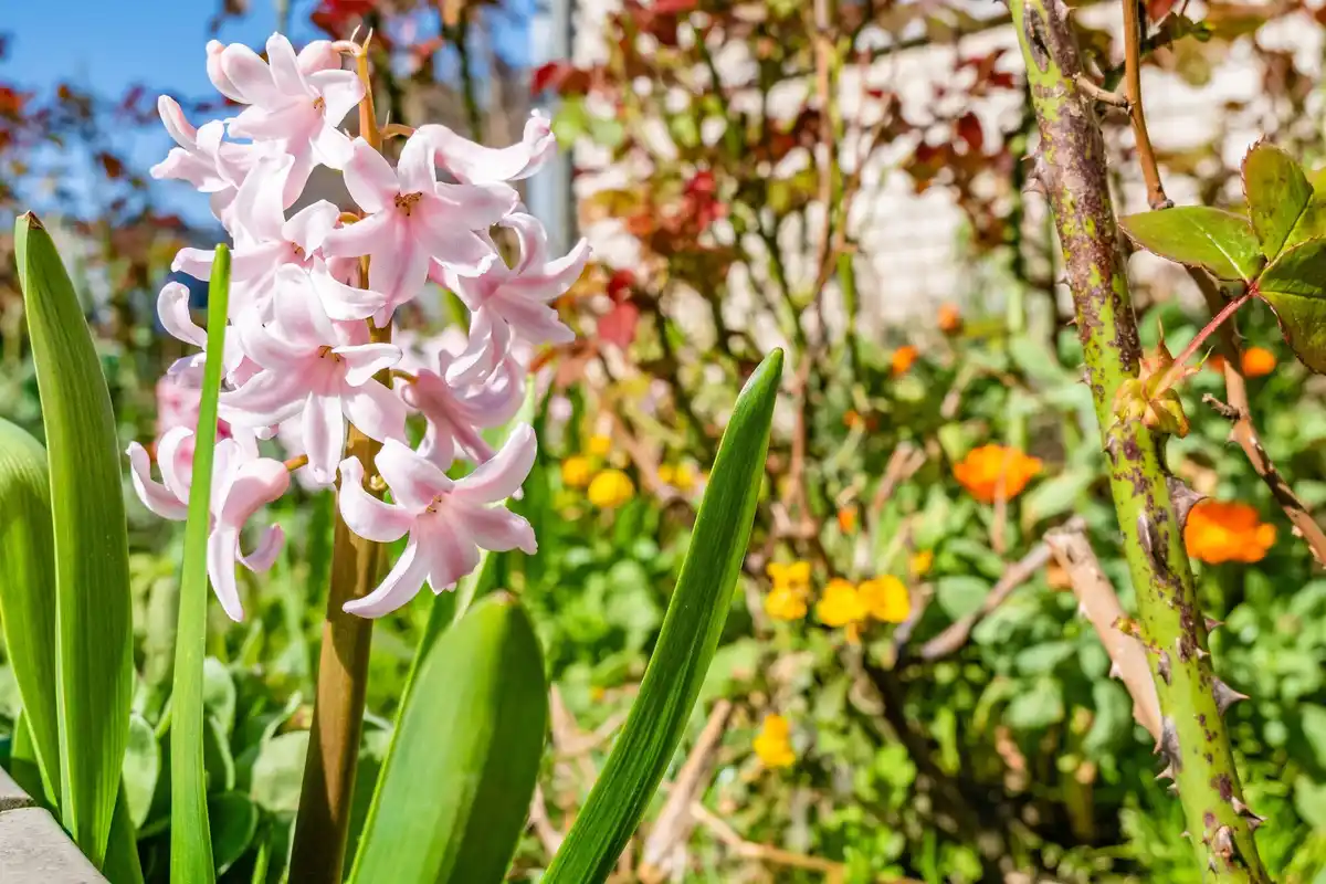summer flower garden combinations Czech Republic