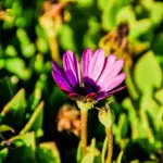 colorful easy garden plants Czech Republic