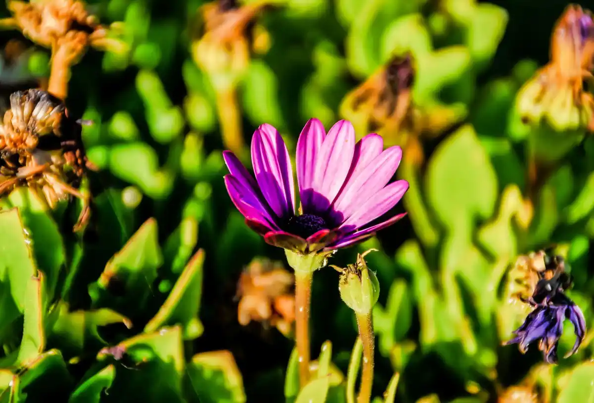 colorful easy garden plants Czech Republic