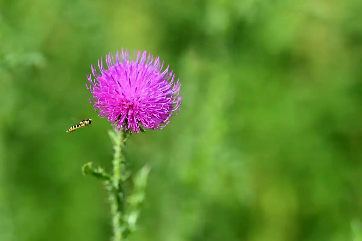 colorful garden with flowers and insects in Czech Republic