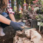 organic gardening home vegetable garden