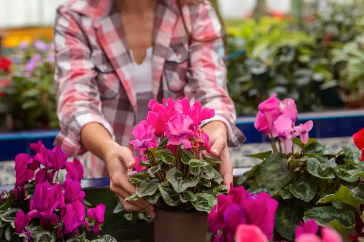 balkon flowering plants beginner garden