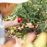 organic farming Czech Republic vegetable garden