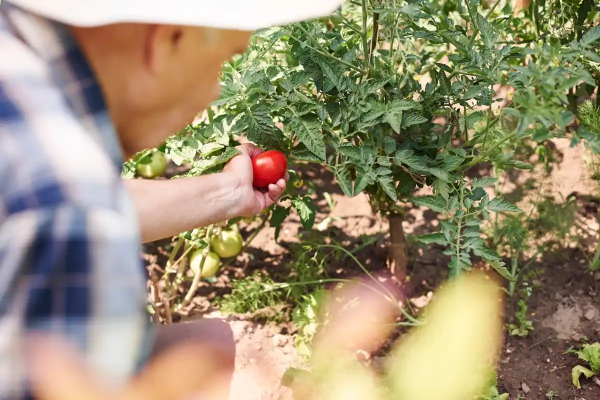 organic farming Czech Republic vegetable garden
