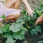 organic home garden vegetable planting