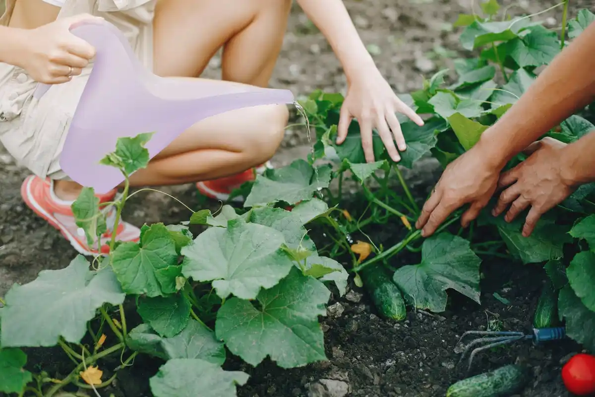 organic home garden vegetable planting
