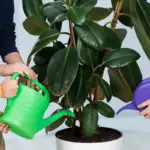 indoor plants watering spray leaves