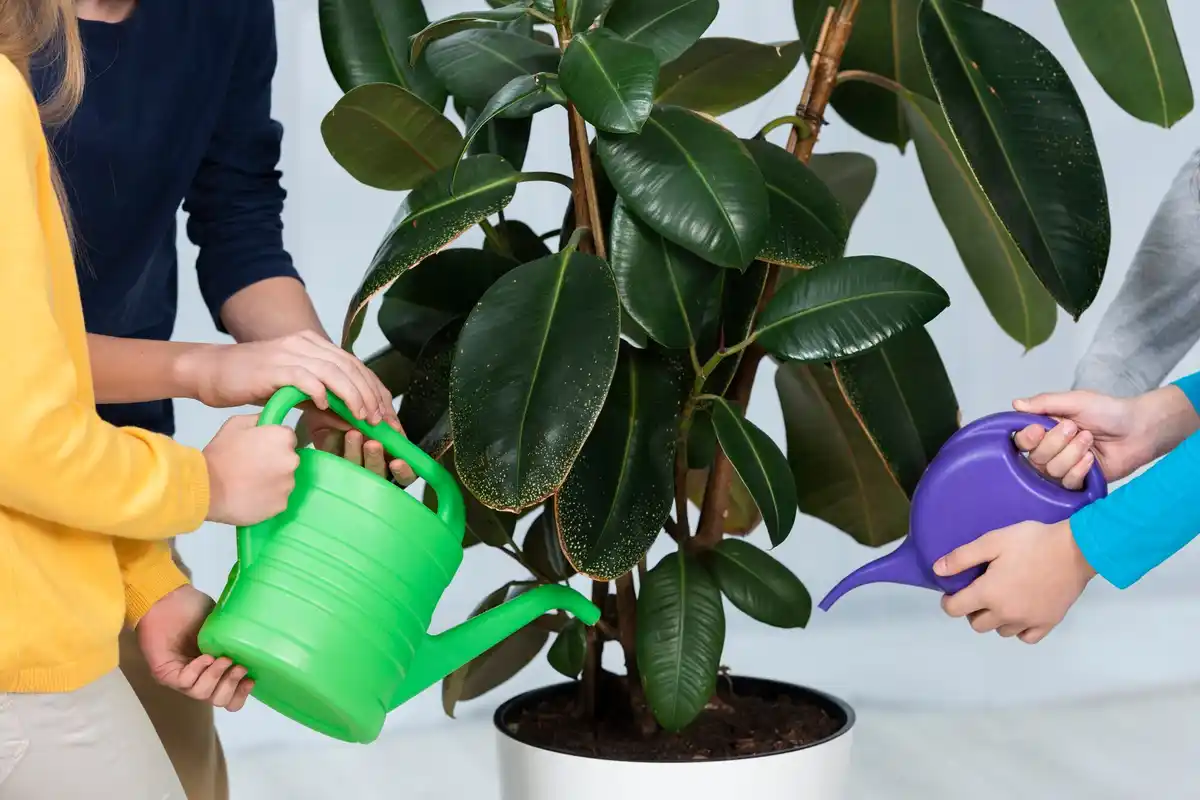 indoor plants watering spray leaves