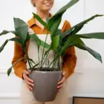 indoor house plants care