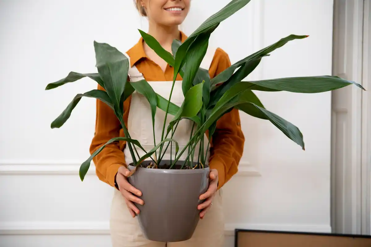 indoor house plants care