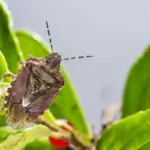 natural pest control garden insects Czech Republic