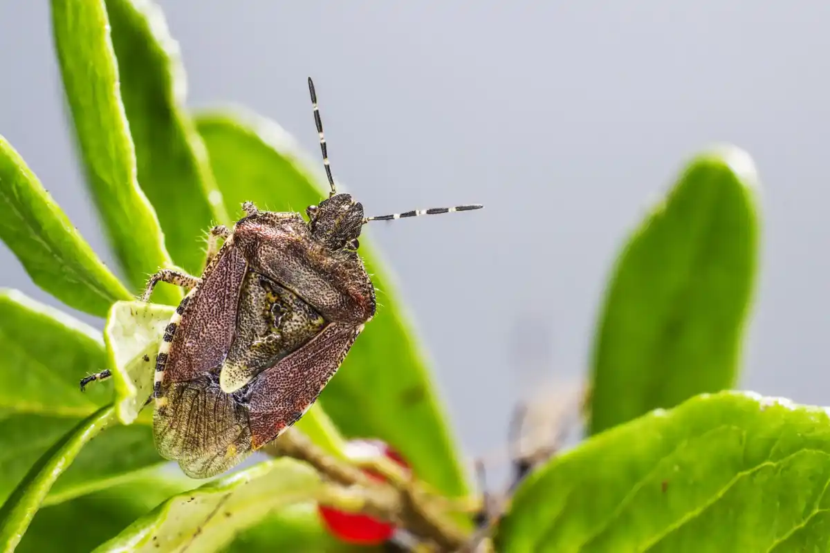 natural pest control garden insects Czech Republic