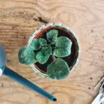 healthy home garden plants Czech Republic