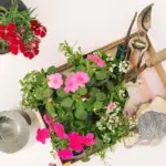 balkony flowers plant care balcony garden plants urban gardening