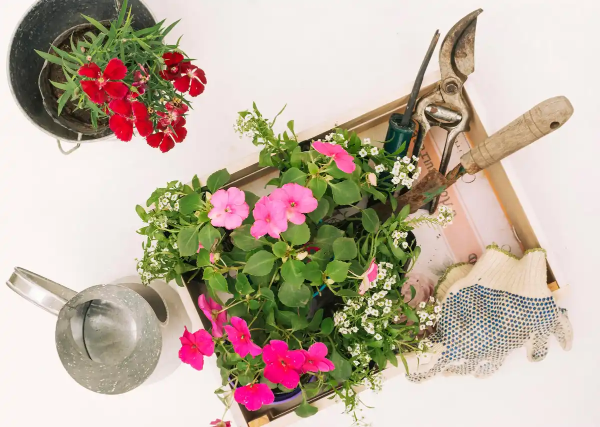 balkony flowers plant care balcony garden plants urban gardening