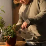 watering indoor plants tips