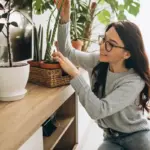 easy indoor houseplants