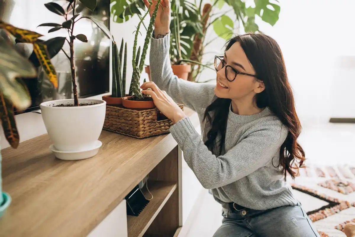 easy indoor houseplants