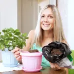 indoor flowering plants home care natural fertilizer