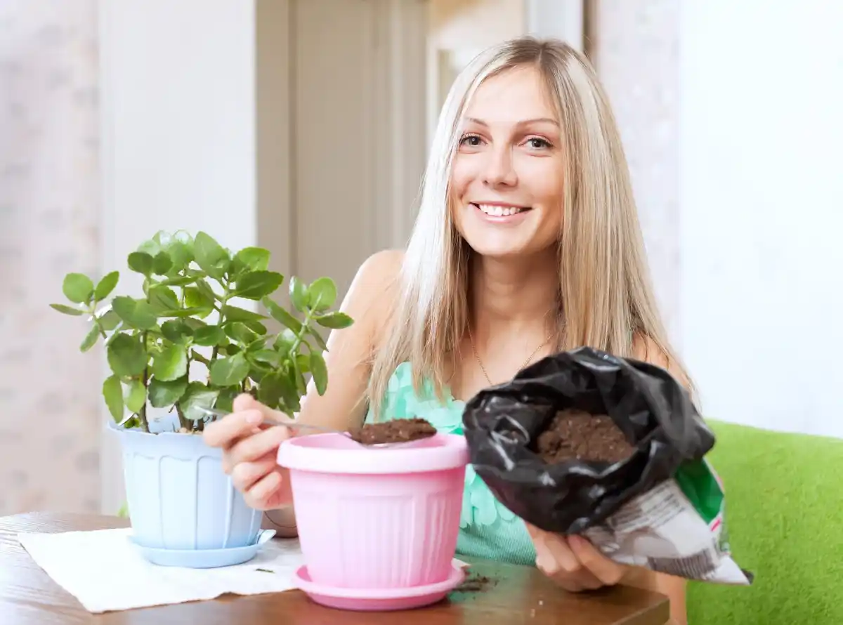indoor flowering plants home care natural fertilizer