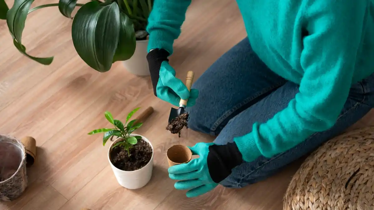 indoor plants winter care