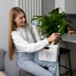 indoor plants home care