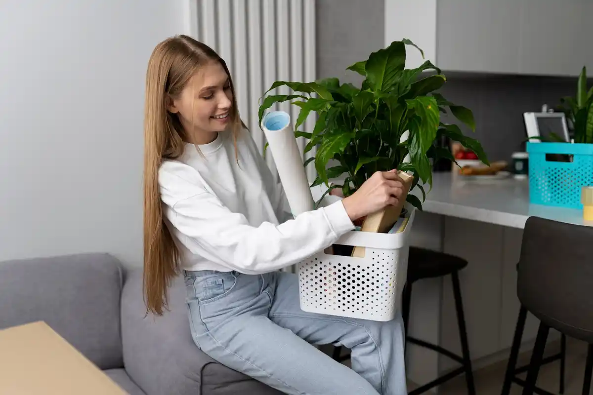 indoor plants home care