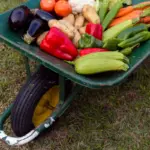 organic home gardening fruits vegetables