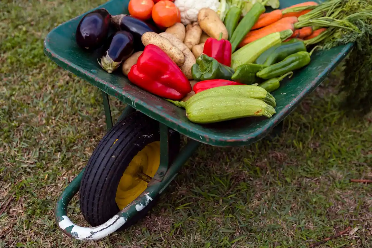 organic home gardening fruits vegetables