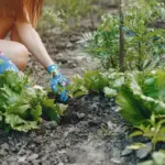 organic vegetable garden Czech Republic