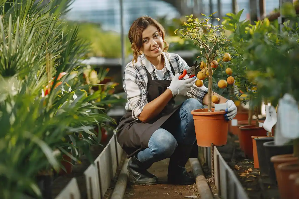 balcony tomato plants container gardening