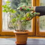 vegetable growing windowsill indoor gardening Czech Republic
