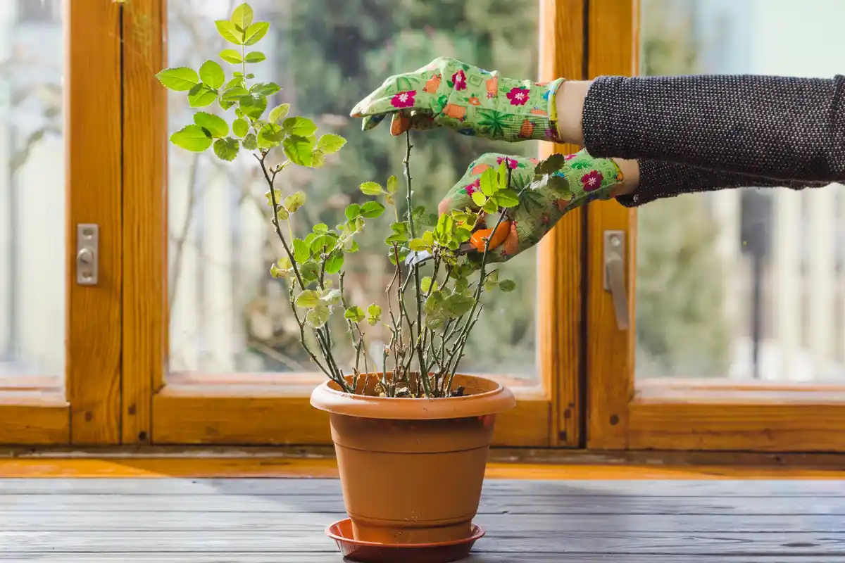 vegetable growing windowsill indoor gardening Czech Republic