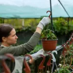 vegetable gardening in pots balcony urban