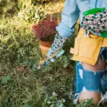 organic garden tips backyard