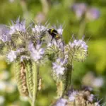 bee-friendly garden Czech Republic wildflowers pollinators