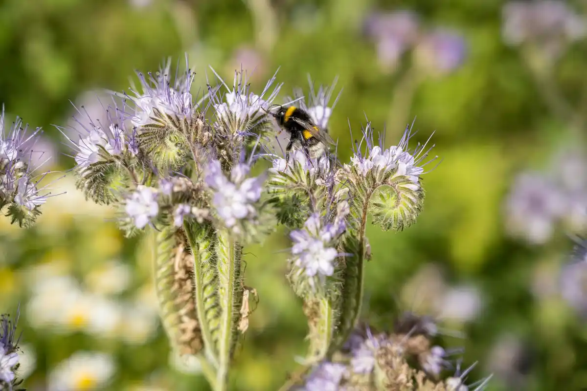 bee-friendly garden Czech Republic wildflowers pollinators