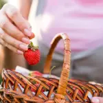 sweet homegrown strawberries garden