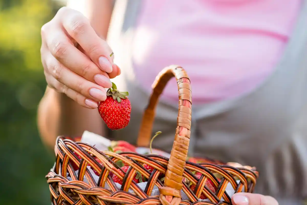 sweet homegrown strawberries garden