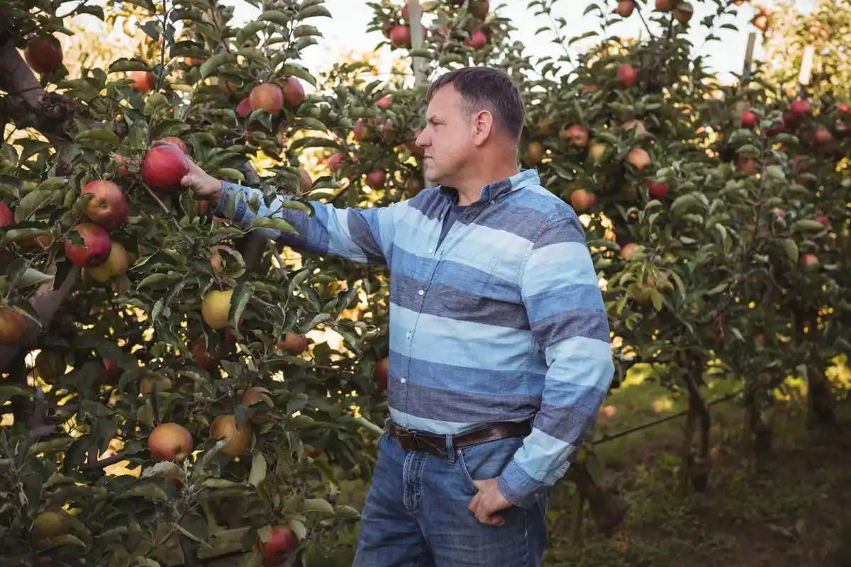 apple tree gardening backyard Czech Republic