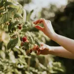 growing raspberry bushes garden outdoor sunlight