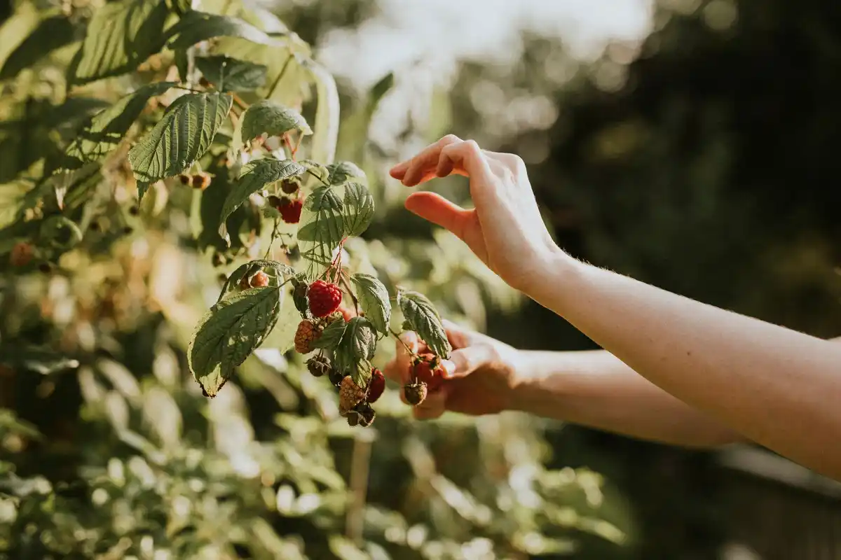 growing raspberry bushes garden outdoor sunlight