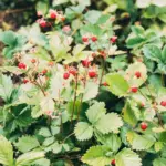 strawberry garden backyard ripe strawberries
