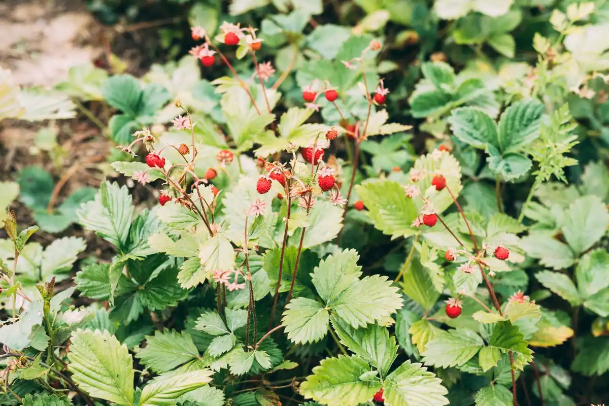 strawberry garden backyard ripe strawberries