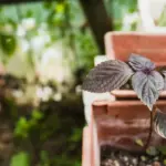 blueberry bush home garden