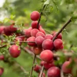 ripe sweet cherries on tree