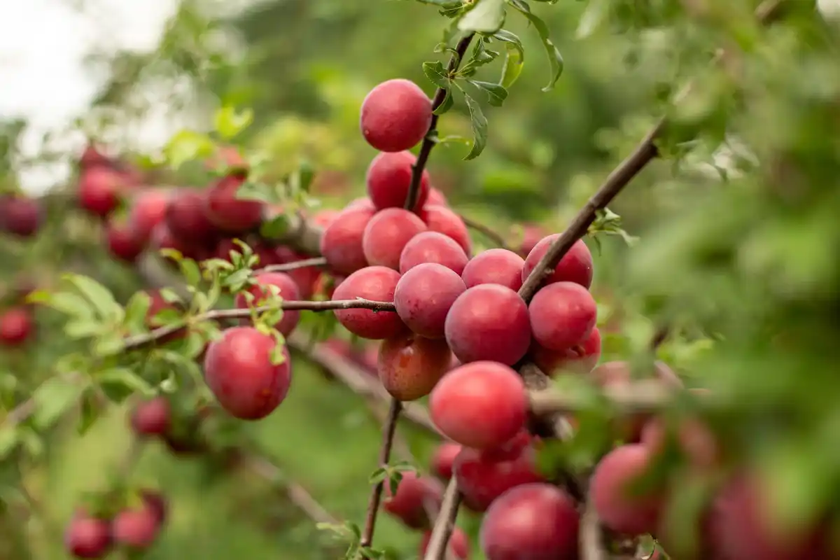 ripe sweet cherries on tree
