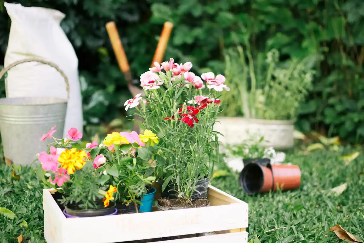 beautiful garden soil healthy plants