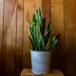 best indoor potted plants small balcony