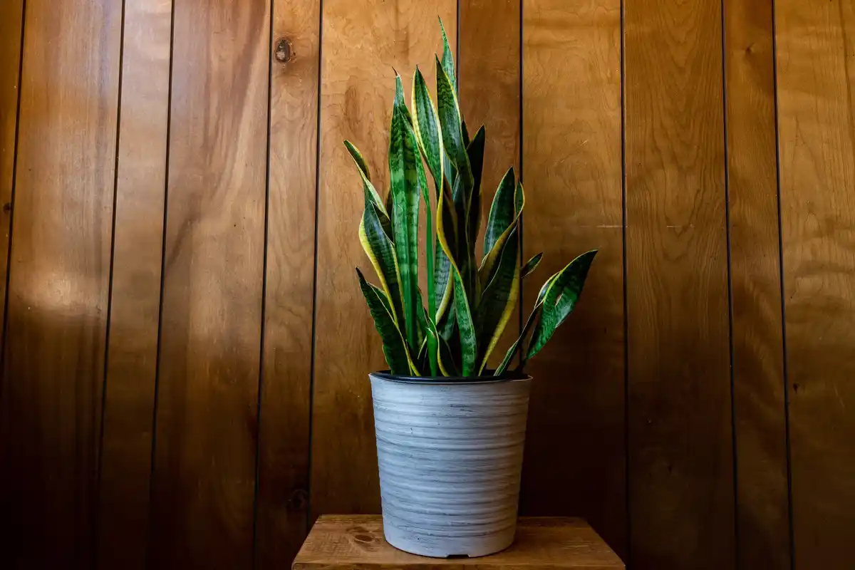 best indoor potted plants small balcony